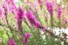 Purple loosestrife, Lythrum salicaria: vård från A-Z