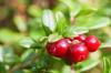 Cranberry: დარგვა, მოვლა, მოსავლის აღება და სხვა - Plantura