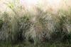 Switchgrass, Panicum virgatum: vård av A