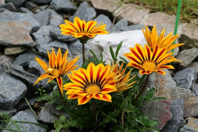 Gazania (Gazania hibridek), déli arany, nyári virágok
