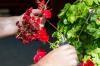 Föröka pelargoner: Förökning med sticklingar och frön