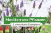 18 plantas mediterrâneas resistentes para vasos e jardins
