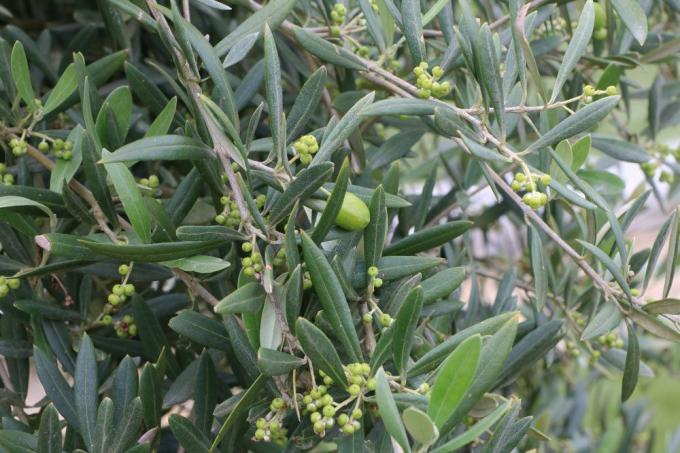Olivträd med stenfrukter