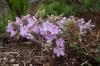 Planter des rhododendrons: emplacement et calendrier