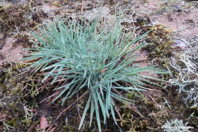 Schillergrass modrozelený (Koeleria glauca)