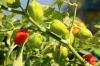 Chili planten, verzorgen en overwinteren