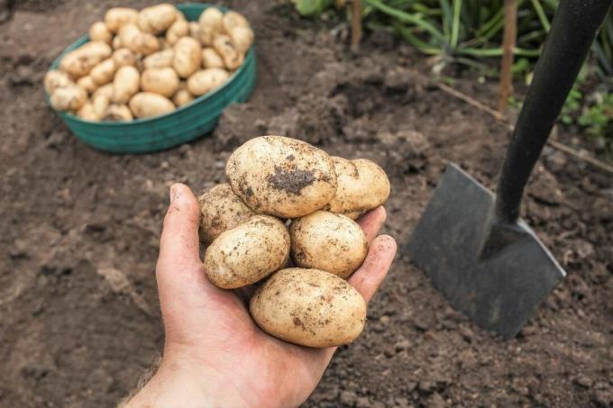 récolter des pommes de terre