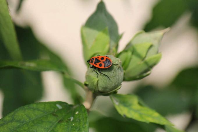 Fire bug on a rosebud