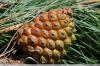 Priede, Pinus pinea: rūpes par priedi