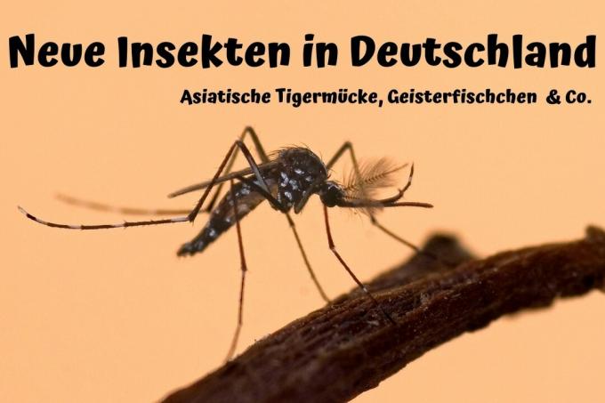 حشرات جديدة في ألمانيا: اعتبارًا من 2020 - صورة الغلاف