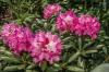 Rhododendron varieties: the 50 most beautiful (overview)