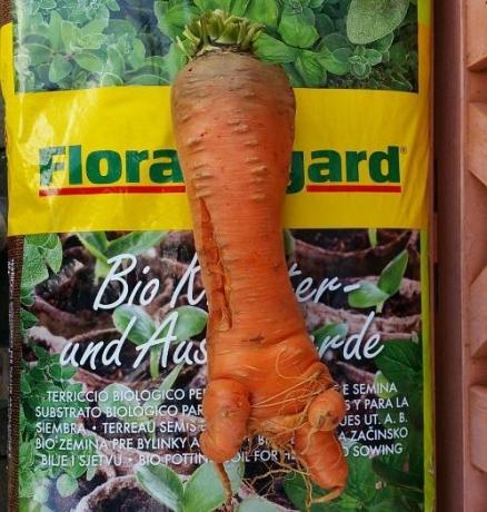 Floragard Jord jätte grönsaksmorot