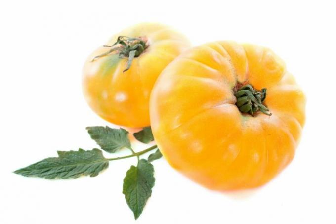 עגבנייה אננס צהוב