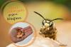 Hjælper kobbermønter mod hvepse? Effekt af kobber på hvepse
