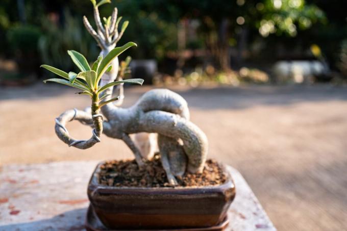 Adenium arabe como bonsai