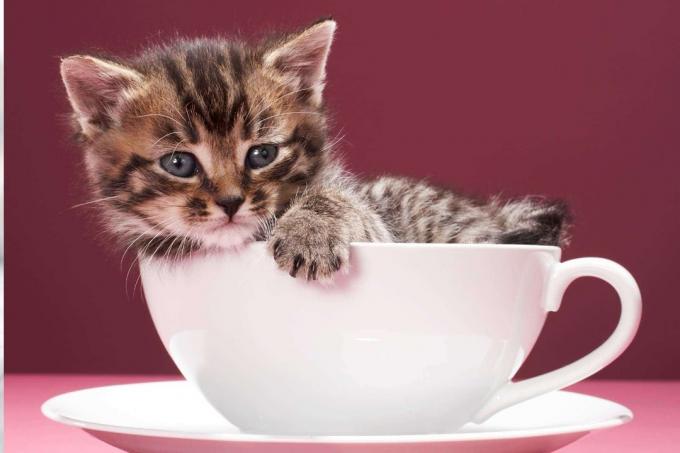Bir kahve fincanı içinde yavru kedi