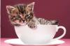 שמות חתולים חמודים: 170 שמות נקבות/זכרים