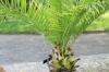 Washingtonia robusta, palmier jupon