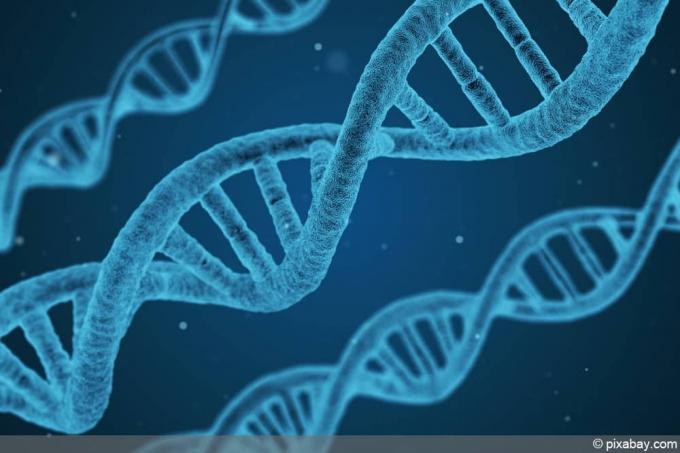 DNA - DNA - kaksoiskierre