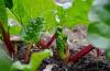 Multiplier la rhubarbe: semer & diviser