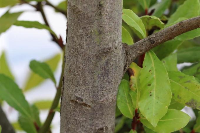 Bobkový strom - Laurus nobilis