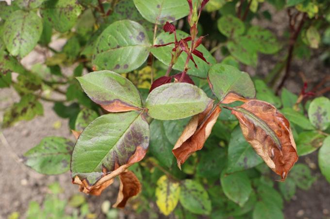 brune flekker på roseblader har ulike årsaker