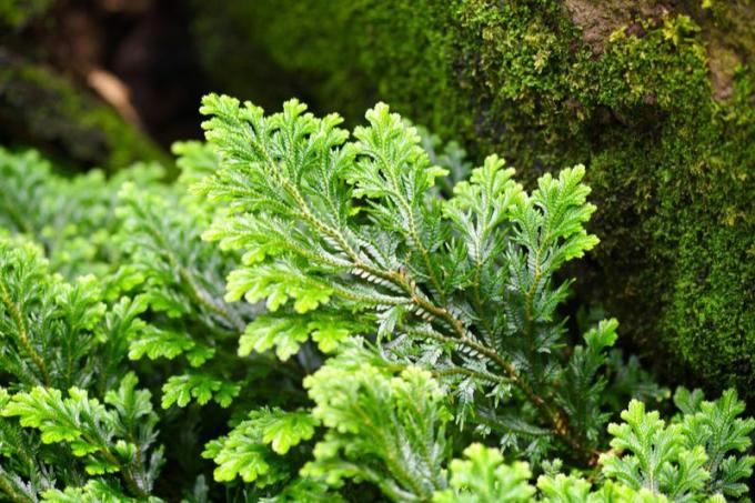 Moss fern (Selaginella martensii)