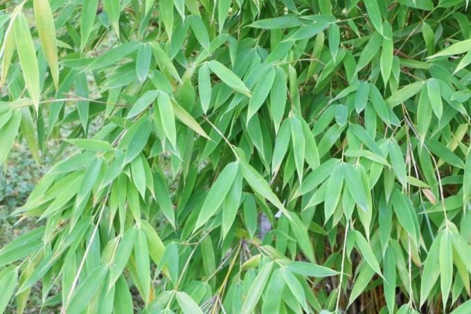 Taman bambu - Fargesia murielae