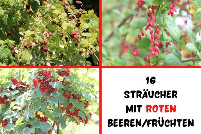 Cserjék piros bogyókkal és gyümölcsökkel
