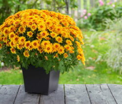 Orange chrysanthemums in a pot