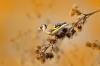 ゴシキヒワ: メス、鳴き声と巣作り