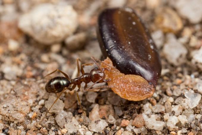 Семя крапивы и муравей