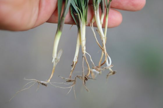Detect, prevent and combat root rot