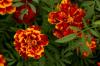 Осінні квіти: 10 найкрасивіших для саду та балкона
