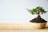 Udarea bonsaiului: când, cât de des și cât de mult?
