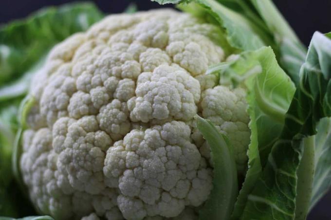 Cauliflower (Brassica oleracea var. botrytis)