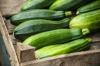 10 tips för en gigantisk zucchini-skörd