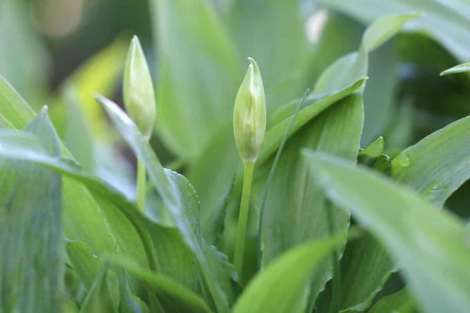 Laukinis česnakas – Allium ursinum
