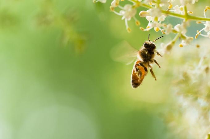 Pszczoła leci do kwitnienia