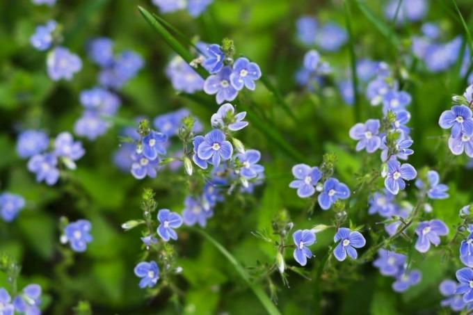 バッハスピードウェル（ベロニカベッカバンガ）、青い牧草地の花