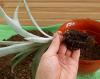 Menanam nanas: petunjuk & tips untuk menanam