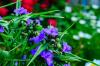 Popínavé izbové rastliny: 24 zelených a kvitnúcich druhov