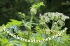 Fighting giant hogweed: this is how it works
