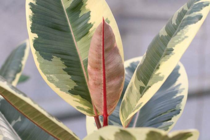 Rubber tree can be dangerous for pets