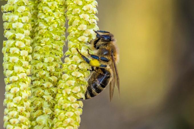 Pčela na cvijetu lješnjaka