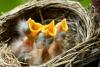 Nidiacei: cura della covata negli uccelli, sgabelli per nidi e simili.
