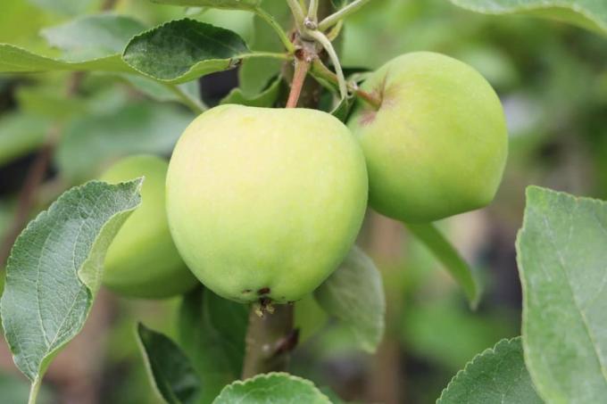 Puutarhapuut - omenapuu
