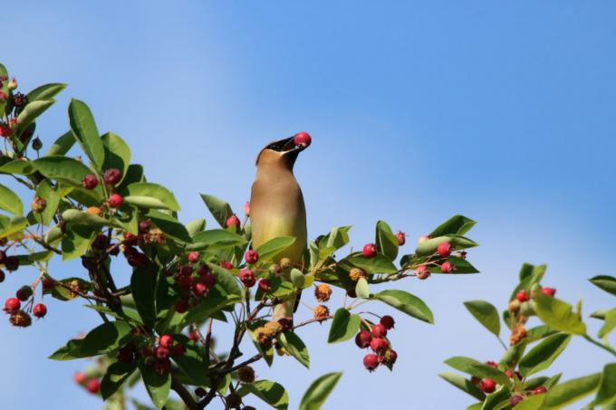 Fågel sitter på gren av rock päron