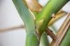 Sleeping eye on Monstera: how to deal with it