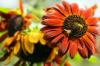 Spesies bunga matahari: 50 varietas terindah
